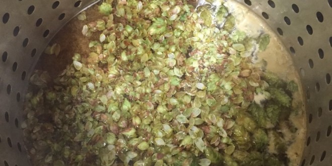 Hop matter left at the end of the boil