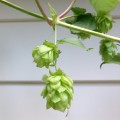 Hops for Bittering, Flavor & Aroma