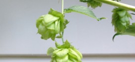 Hops for Bittering, Flavor & Aroma