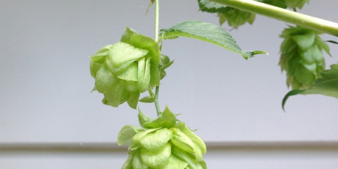 Hops for Bittering, Flavor & Aroma