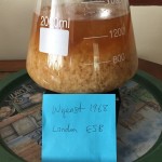Starter for pitching healthy & active yeast